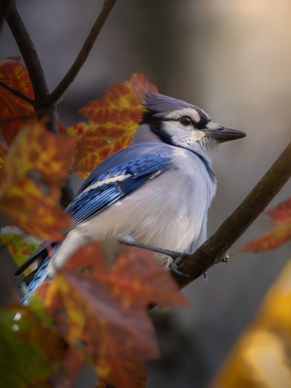 Blue Jay | Diamond Painting