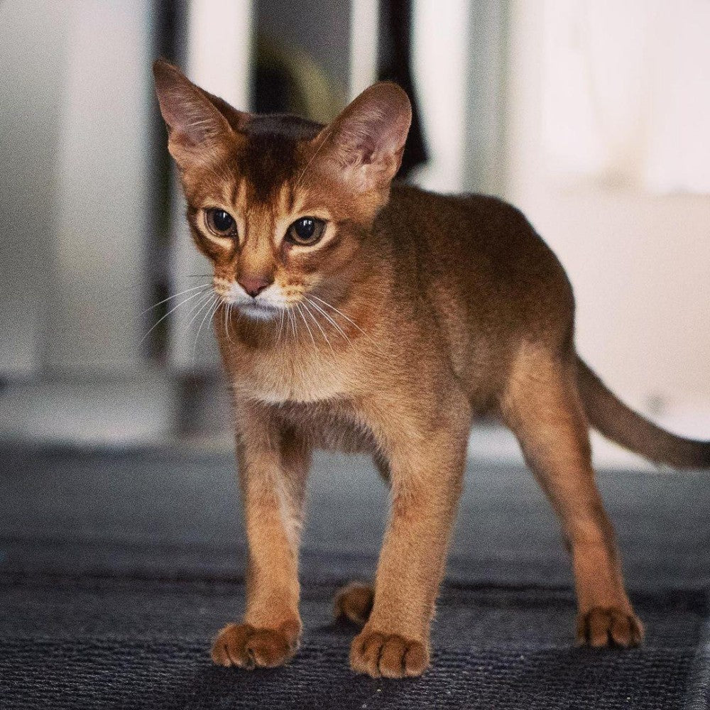 Abyssinian Cat | Diamond Painting