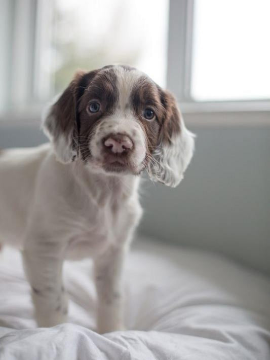 English Springer Spaniel Dog | Diamond Painting