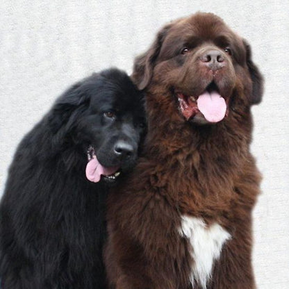 Newfoundland Dog | Diamond Painting