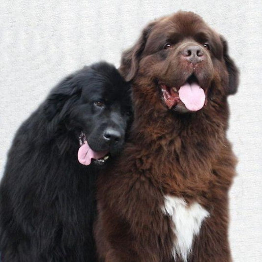 Newfoundland Dog | Diamond Painting