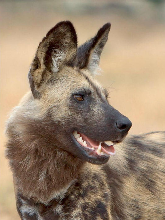 Hyena | Diamond Painting
