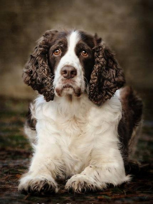 English Springer Spaniel Dog | Diamond Painting