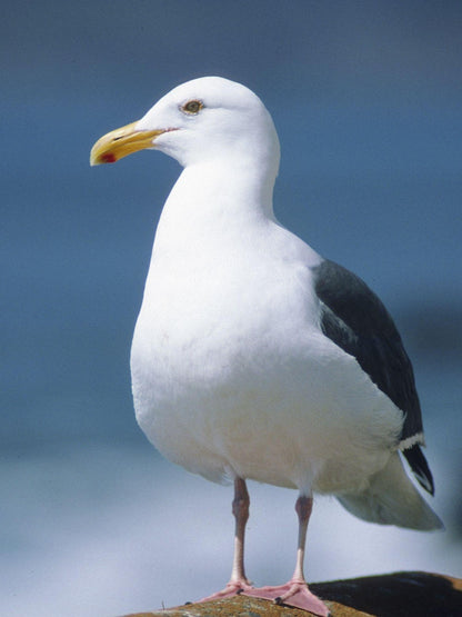 Gull | Diamond Painting