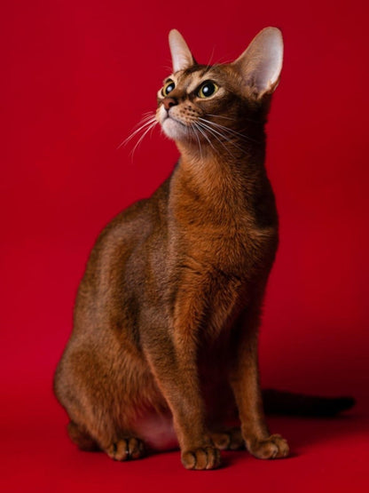 Abyssinian Cat | Diamond Painting