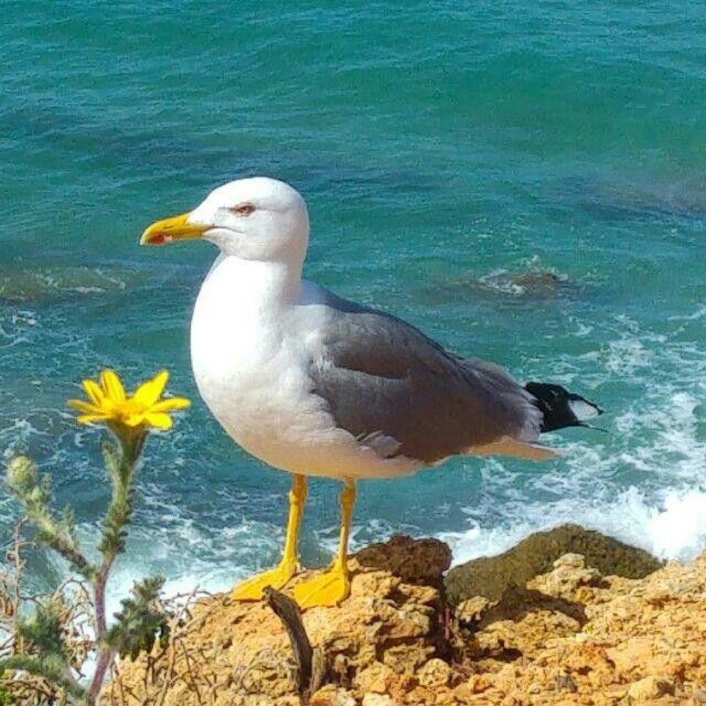 Gull | Diamond Painting