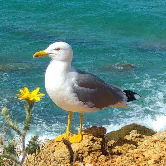 Gull | Diamond Painting