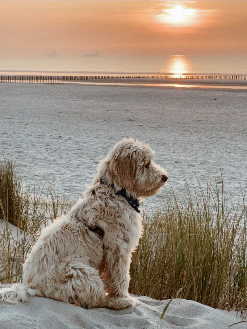 Labradoodle Dog | Diamond Painting