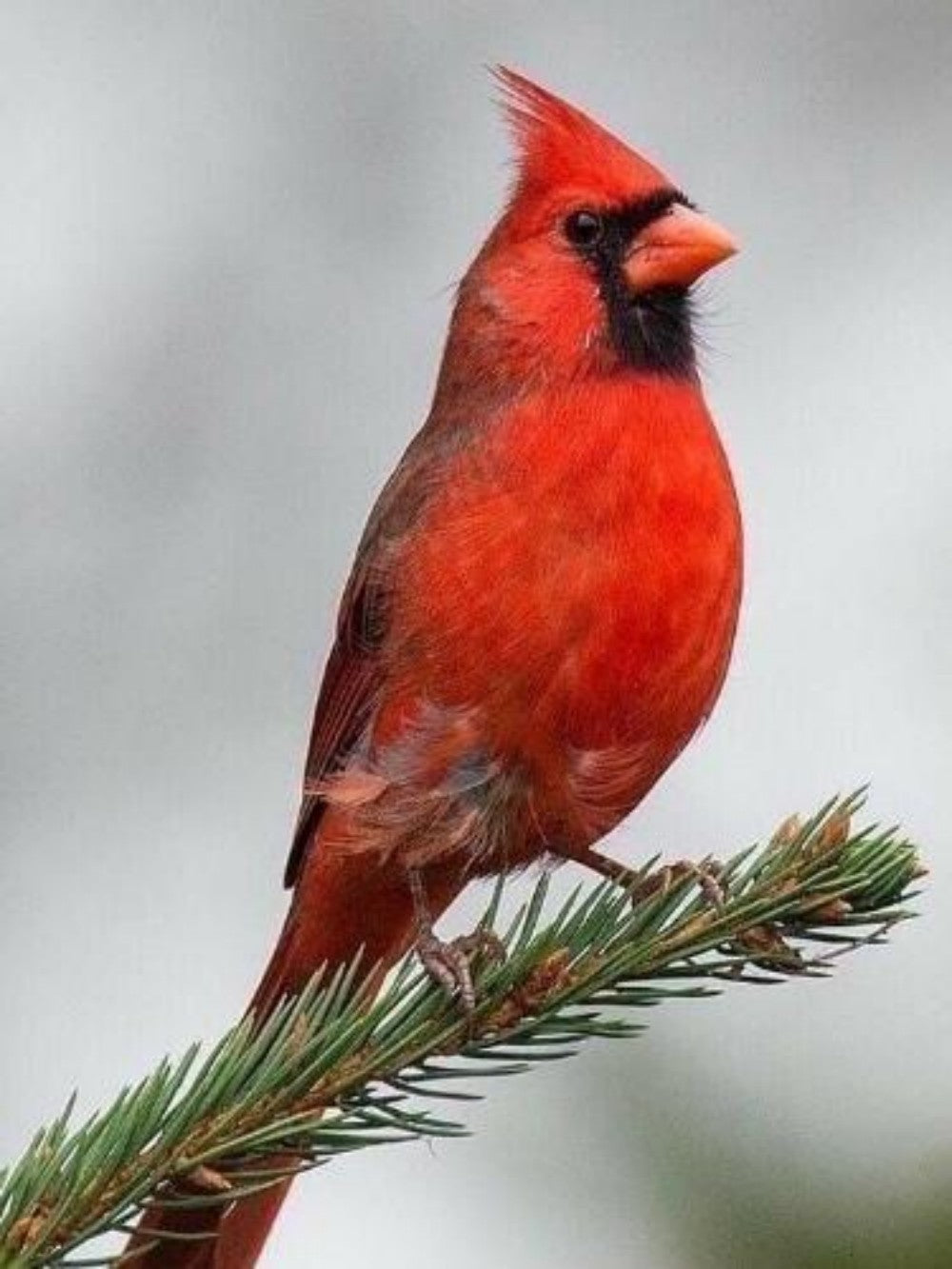 Cardinal | Diamond Painting