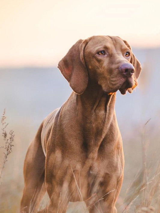 Weimaraner Dog | Diamond Painting