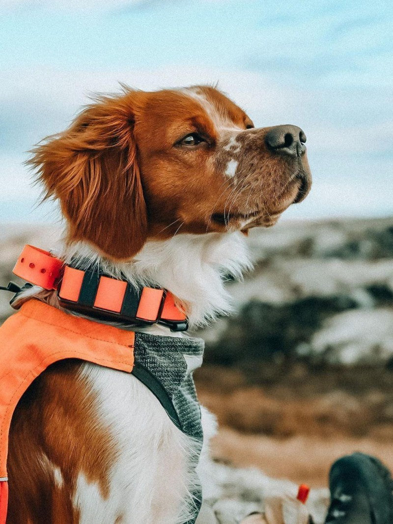 Brittany Spaniel Dog | Diamond Painting