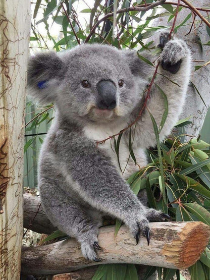 Koala | Diamond Painting