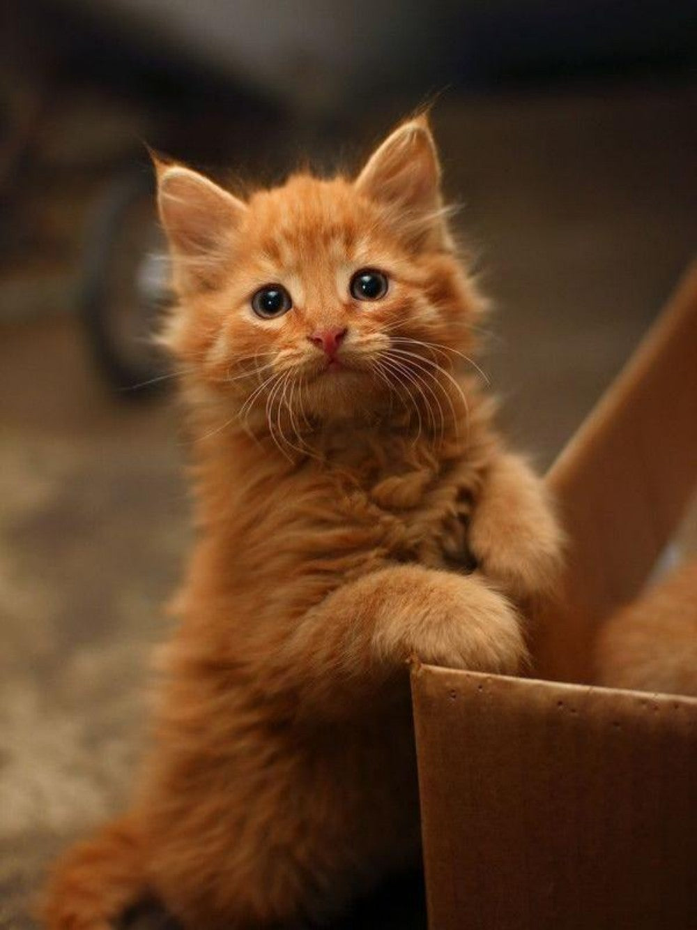 Maine Coon | Diamond Painting