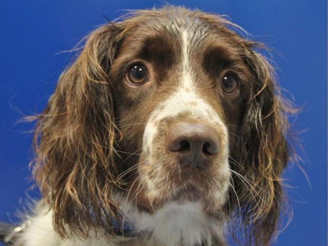 English Springer Spaniel Dog | Diamond Painting