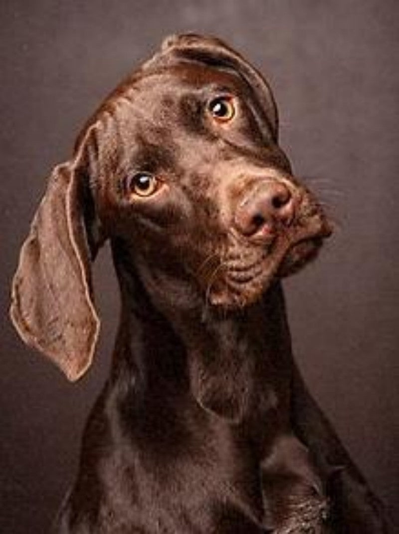 Weimaraner Dog | Diamond Painting