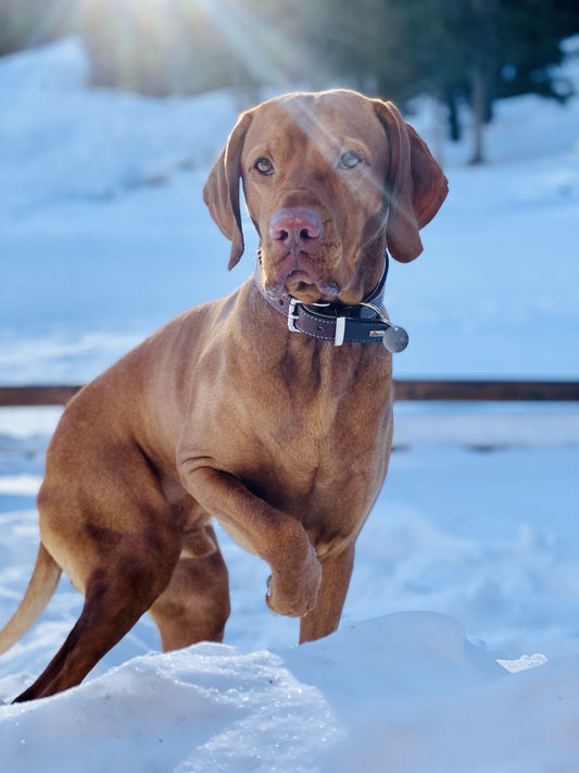 Vizsla Dog | Diamond Painting