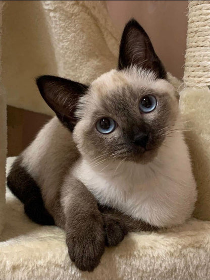 Siamese Cat | Diamond Painting