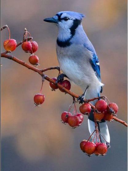 Blue Jay | Diamond Painting