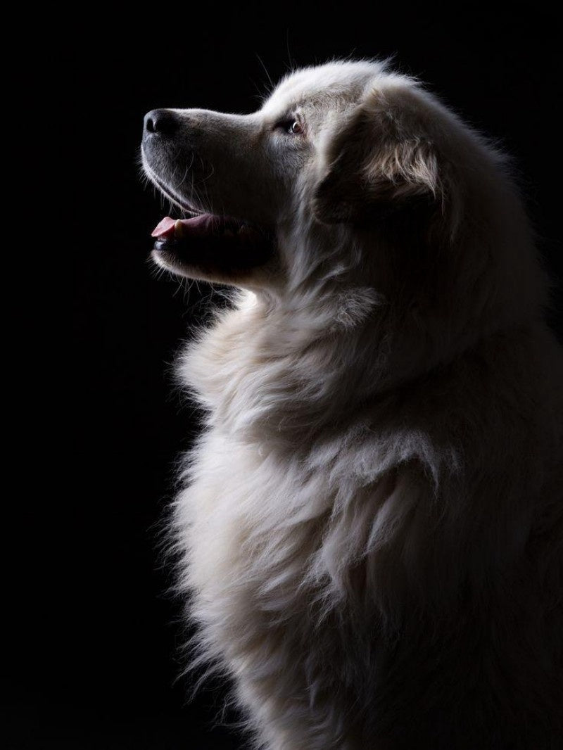 Great Pyrenees Dog | Diamond Painting