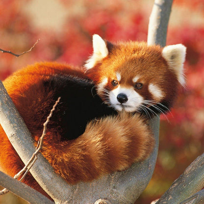Red Panda | Diamond Painting