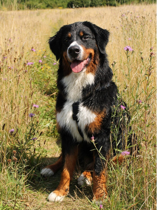 Bernese Mountain Dog | Diamond Painting