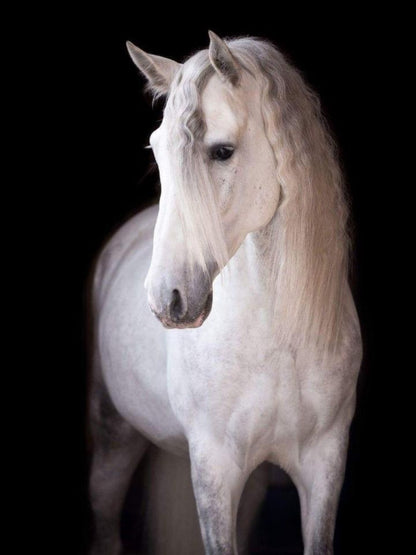 Horse | Diamond Painting