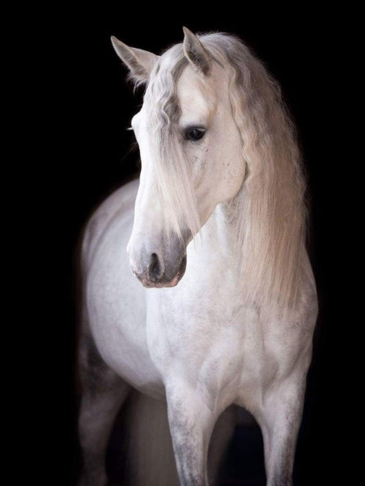Horse | Diamond Painting