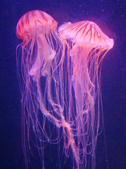 Jellyfish | Diamond Painting