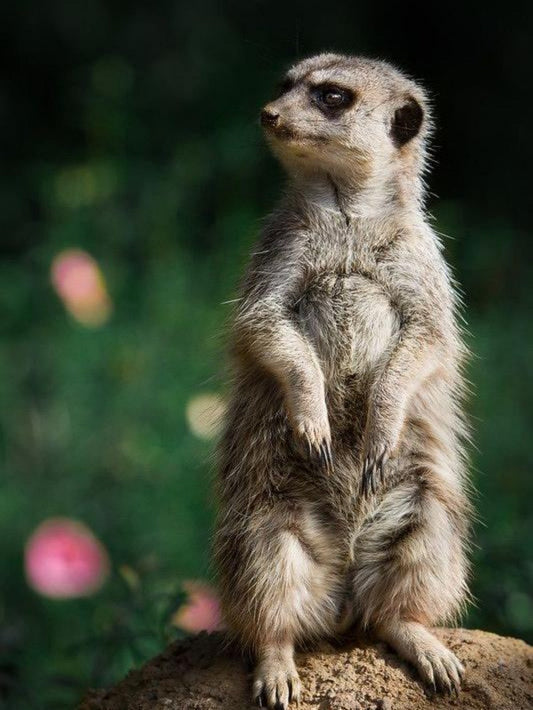 Meerkat | Diamond Painting