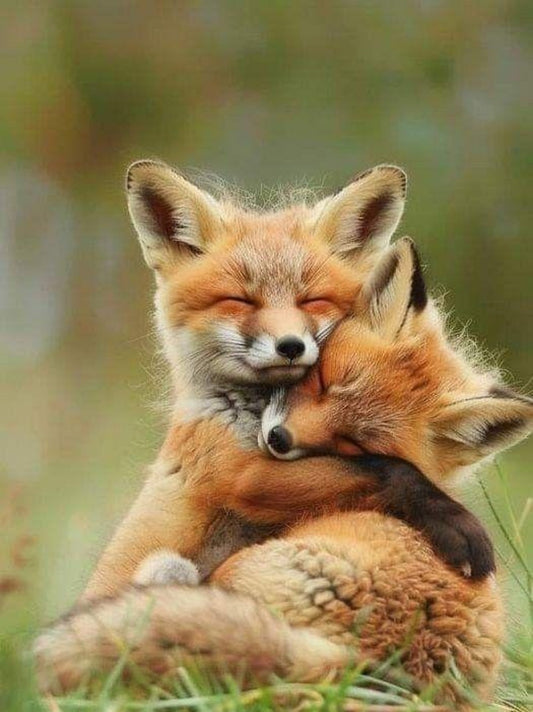 Fox | Diamond Painting