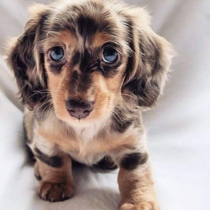Dachshund Dog | Diamond Painting