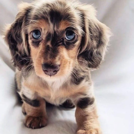 Dachshund Dog | Diamond Painting