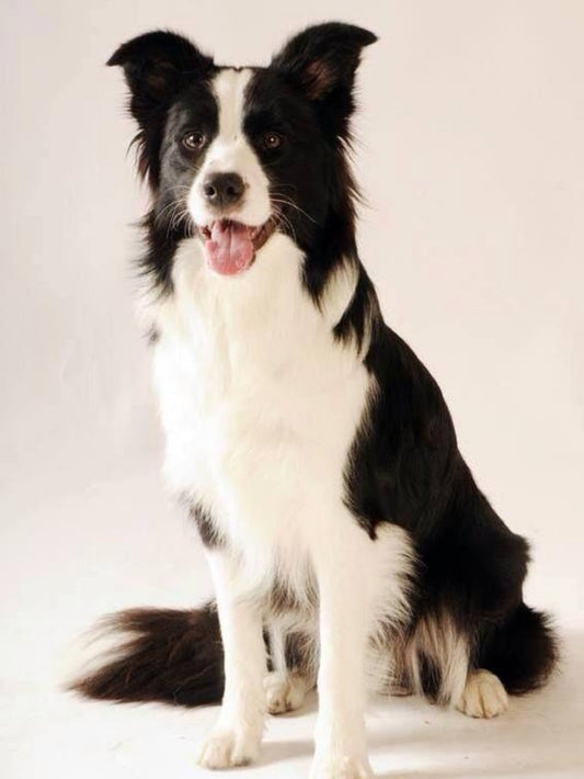 Dog Border Collie | Diamond Painting