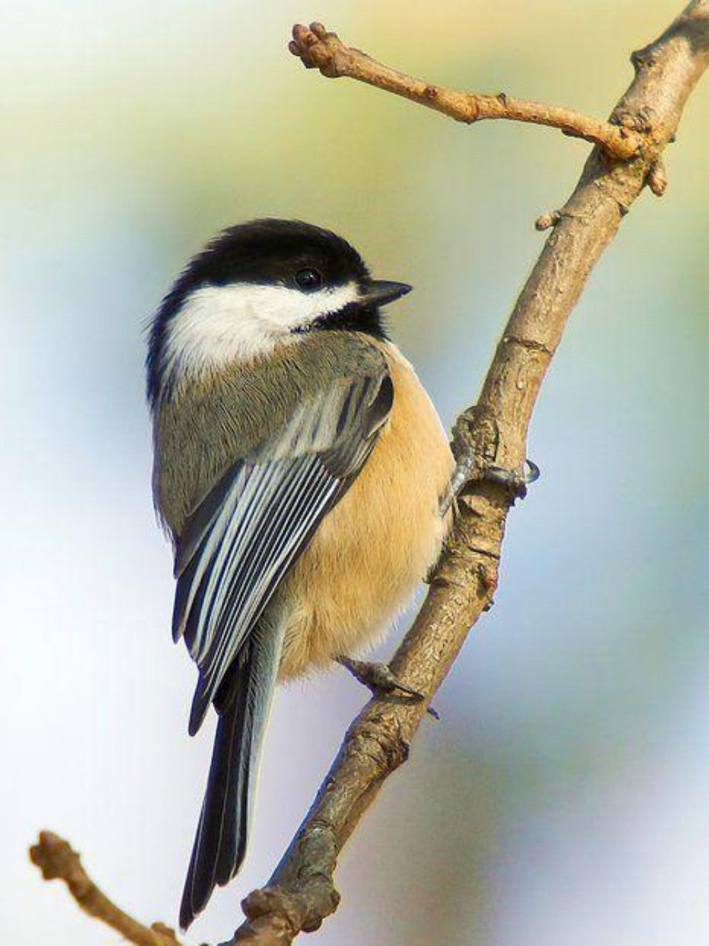 Chickadee | Diamond Painting