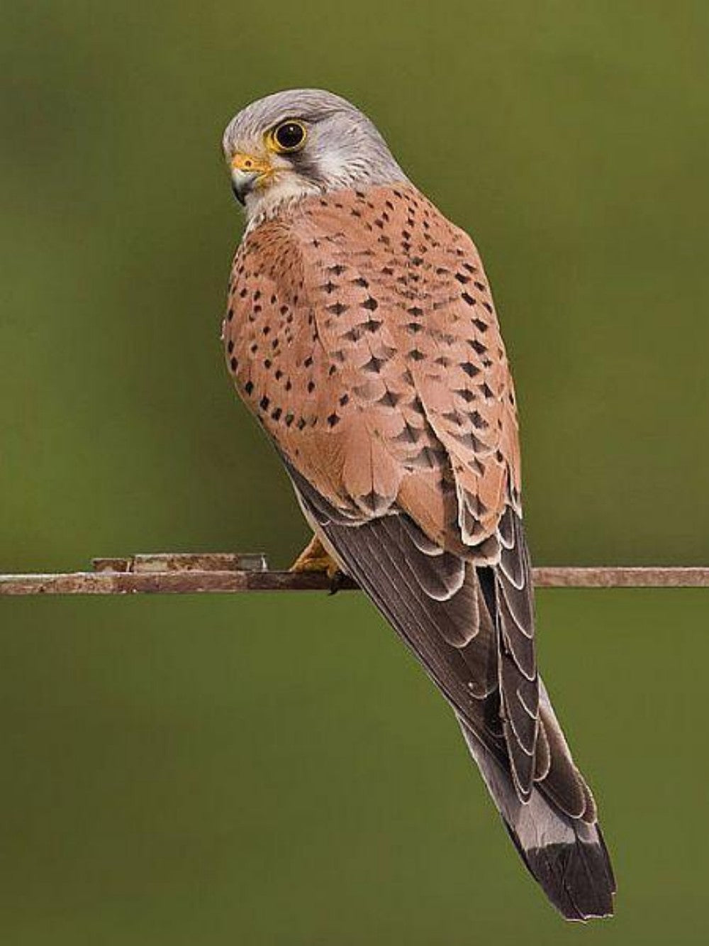 Falcon | Diamond Painting