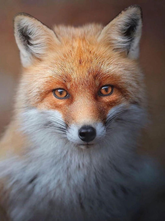 Fox | Diamond Painting