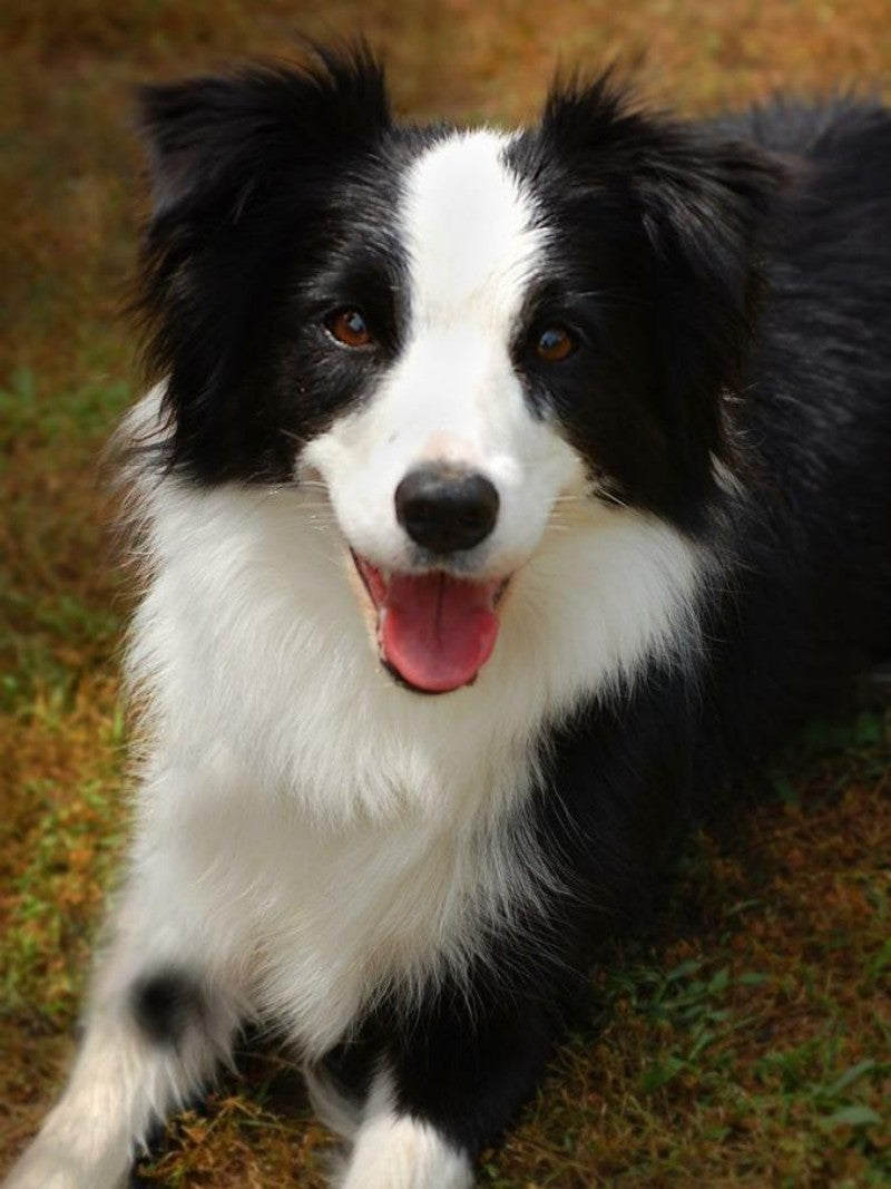 Dog Border Collie | Diamond Painting