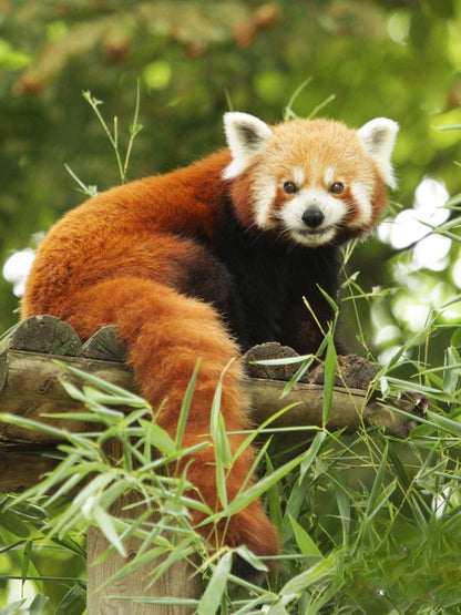 Red Panda | Diamond Painting