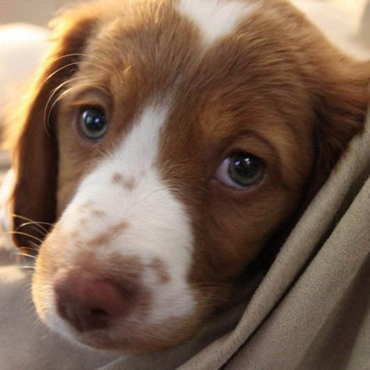 Brittany Spaniel Dog | Diamond Painting