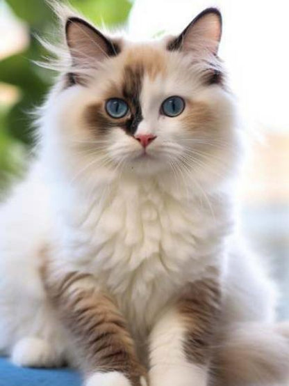 Ragdoll Cat | Diamond Painting