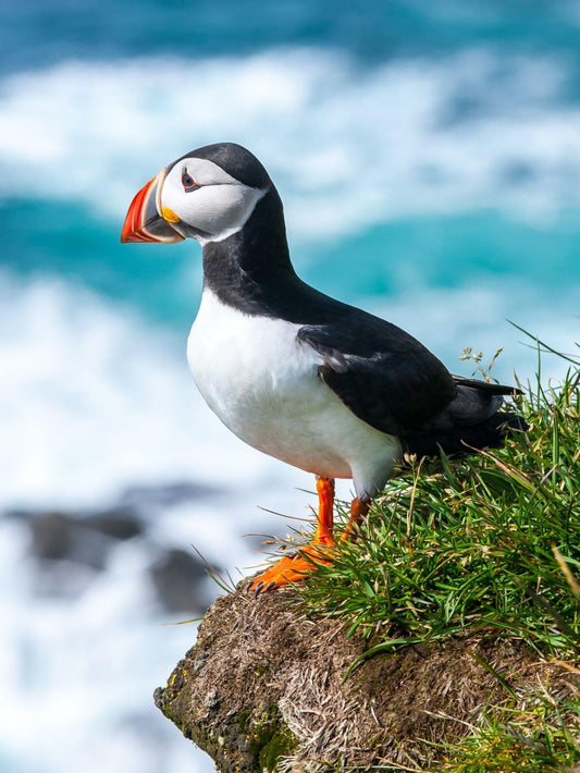 Puffin | Diamond Painting