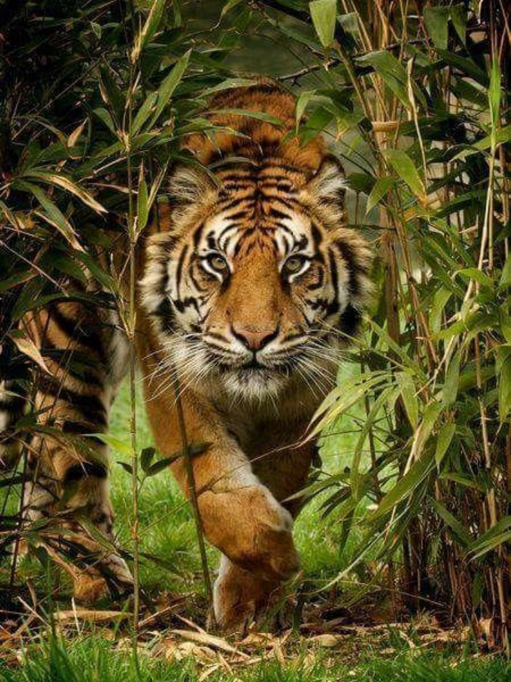 Bengal Tiger | Diamond Painting