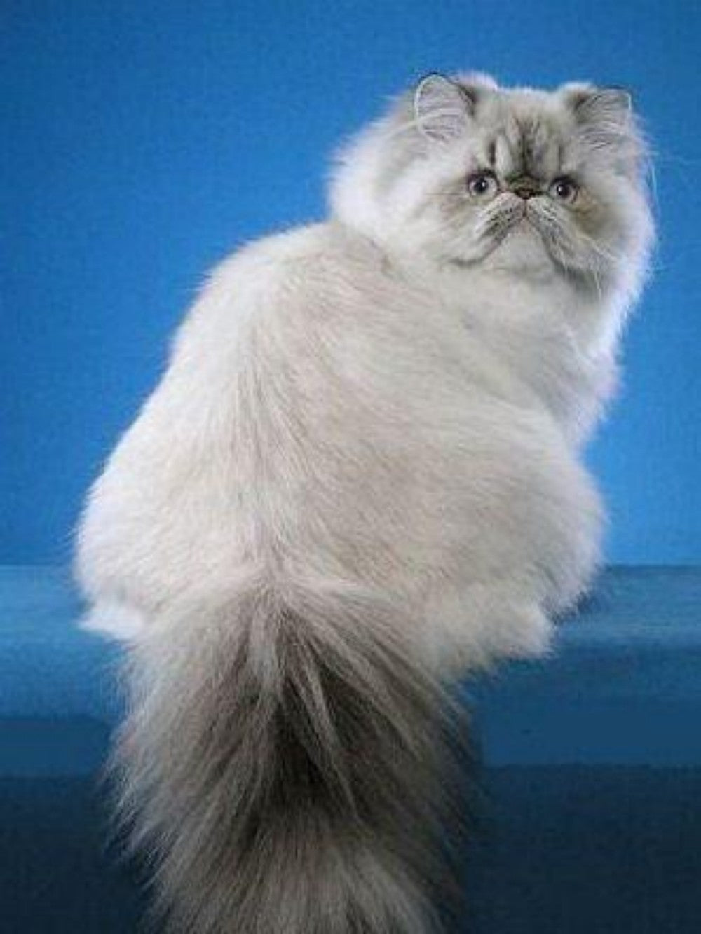 Persian Cat | Diamond Painting