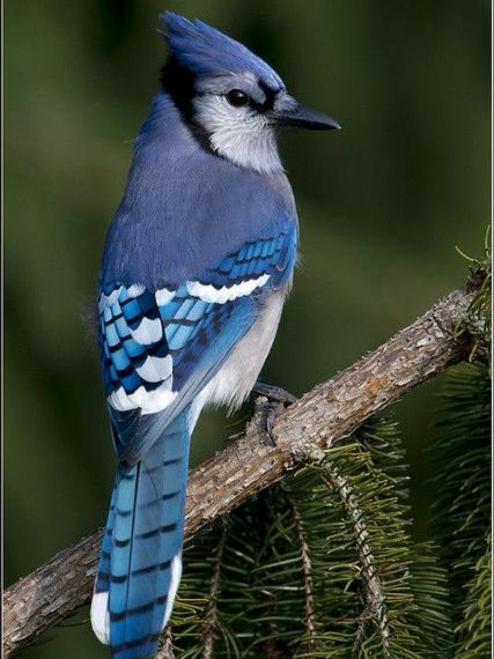 Blue Jay | Diamond Painting