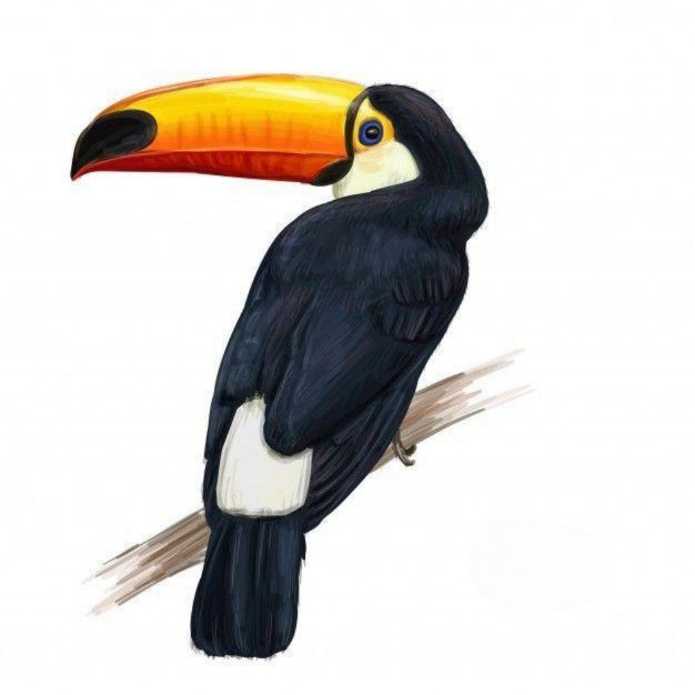 Toucan Bird | Diamond Painting