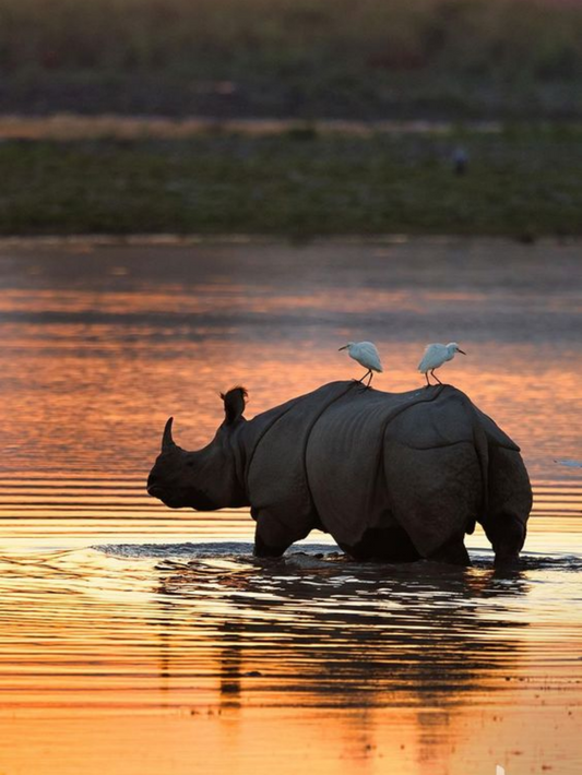 Rhino | Diamond Painting