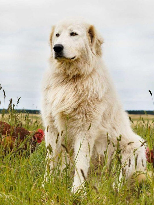 Great Pyrenees Dog | Diamond Painting