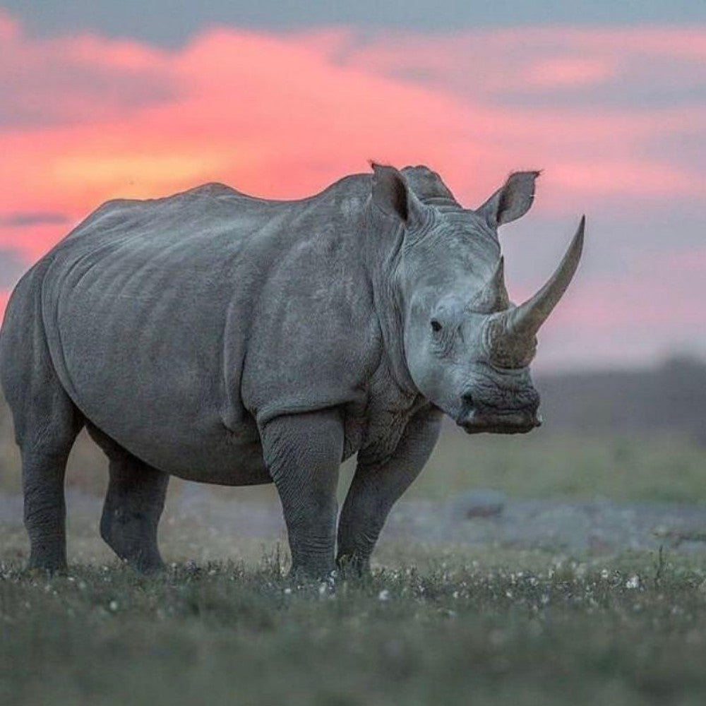 Rhino | Diamond Painting