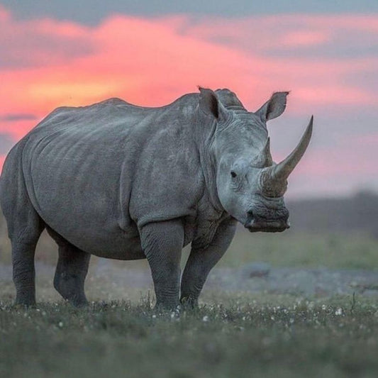 Rhino | Diamond Painting