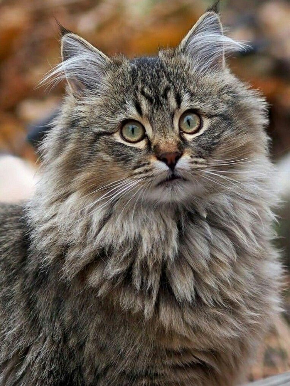 Maine Coon | Diamond Painting